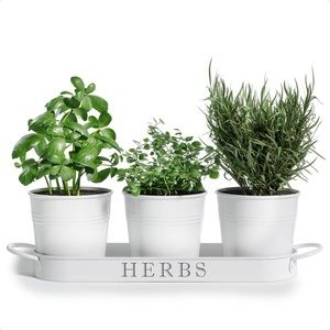 Set of 3 White Metal Herb Planters with Tray by Barnyard Designs